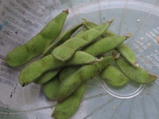 一気に気温が下がったせいか、野菜の収穫が止まる_b0405523_19024876.jpg