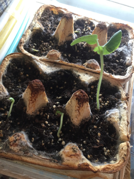 室内で発芽させてみたオクラ 地上50mでも野菜はできました そして3mへ 室内で発芽させてみたオクラ 地上50mでも野菜はできました そして3mへ