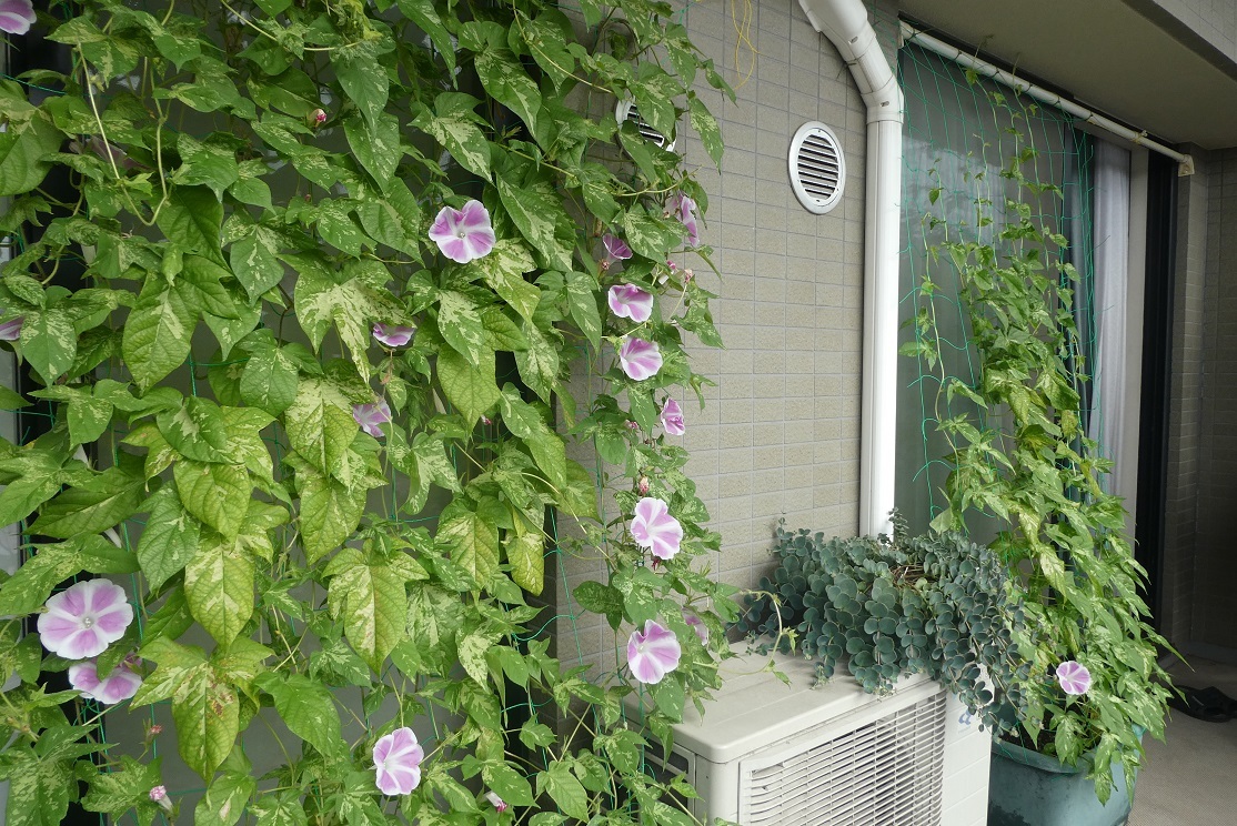 朝顔日記 うはち君息吹き返す そらいろのパレット 朝顔日記 うはち君息吹き返す そらいろのパレット