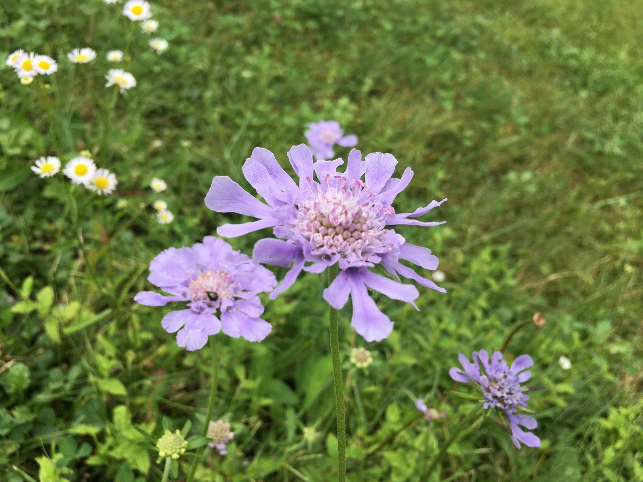 秋の花 スクアミッシュ通信 Second 秋の花 スクアミッシュ通信 Second