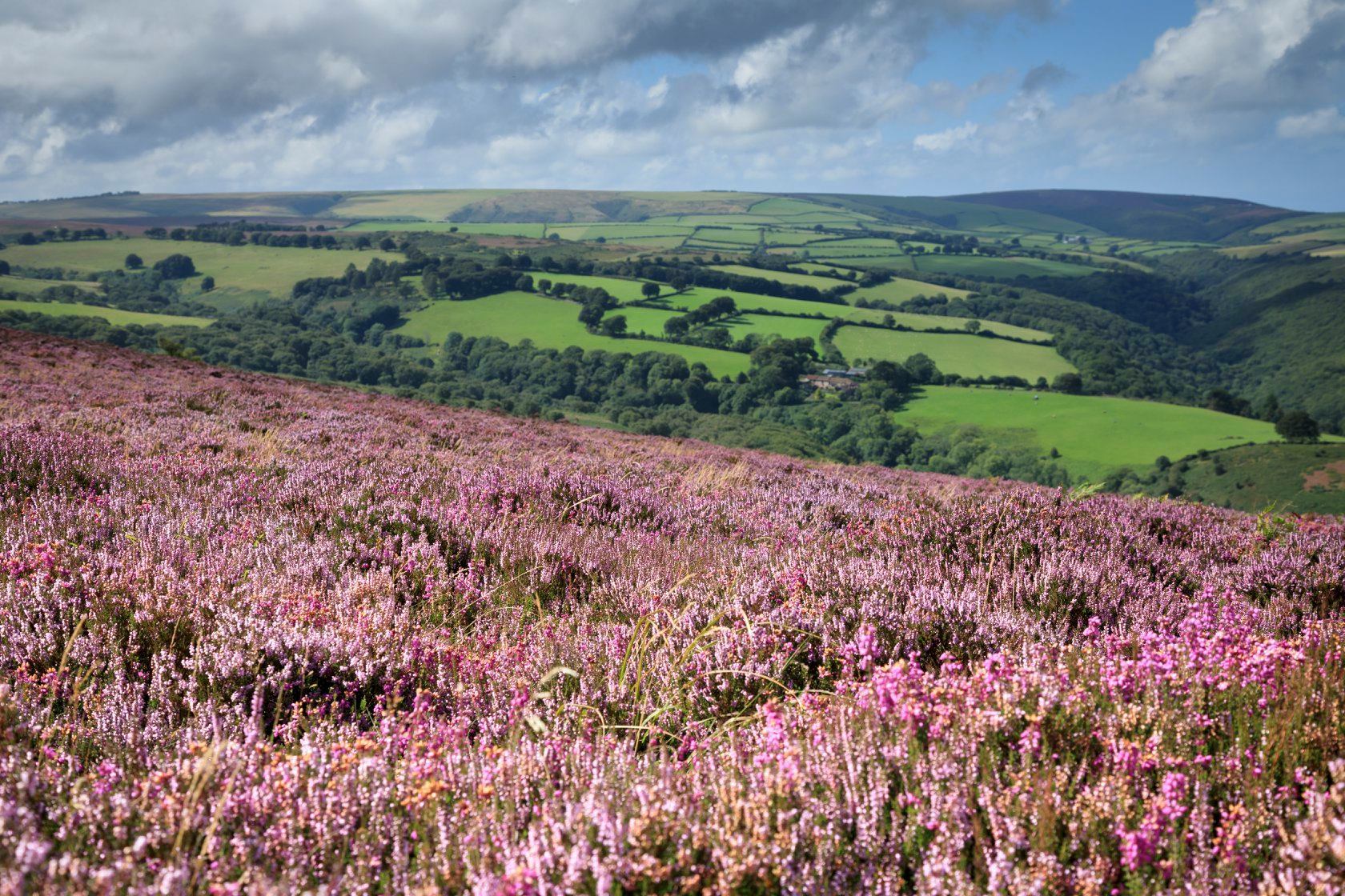 イギリスの秋を感じるヒースの花 ブルーベルの森ブログ 英国カントリーサイドのライフスタイルをつたえる