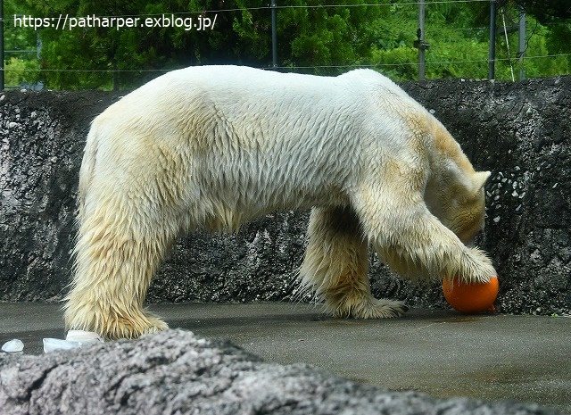 2020年7月 とくしま動物園 その5 ポロロとスイカ_a0052986_725545.jpg