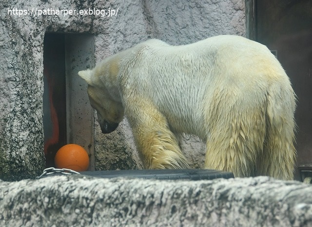 2020年7月 とくしま動物園 その5 ポロロとスイカ_a0052986_7301795.jpg
