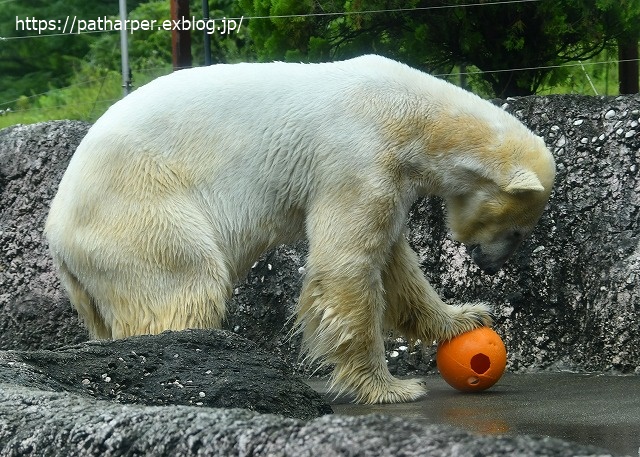 2020年7月 とくしま動物園 その5 ポロロとスイカ_a0052986_7303175.jpg