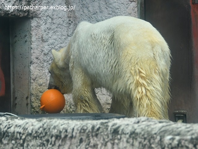 2020年7月 とくしま動物園 その5 ポロロとスイカ_a0052986_731076.jpg