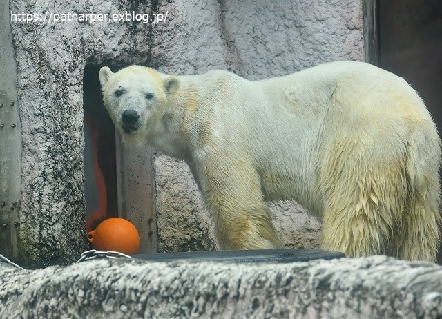 2020年7月 とくしま動物園 その5 ポロロとスイカ_a0052986_7312576.jpg