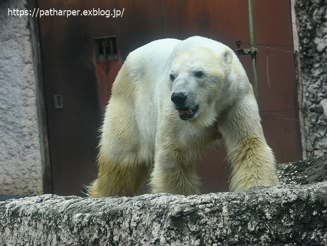 2020年7月 とくしま動物園 その5 ポロロとスイカ_a0052986_7314332.jpg