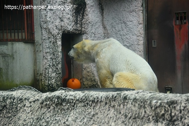 2020年7月 とくしま動物園 その5 ポロロとスイカ_a0052986_7315899.jpg