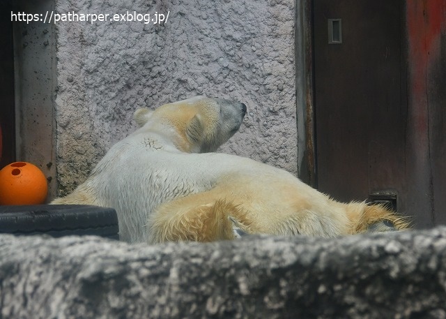 2020年7月 とくしま動物園 その5 ポロロとスイカ_a0052986_7321650.jpg
