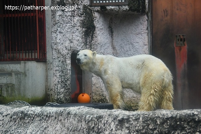 2020年7月 とくしま動物園 その5 ポロロとスイカ_a0052986_7325754.jpg
