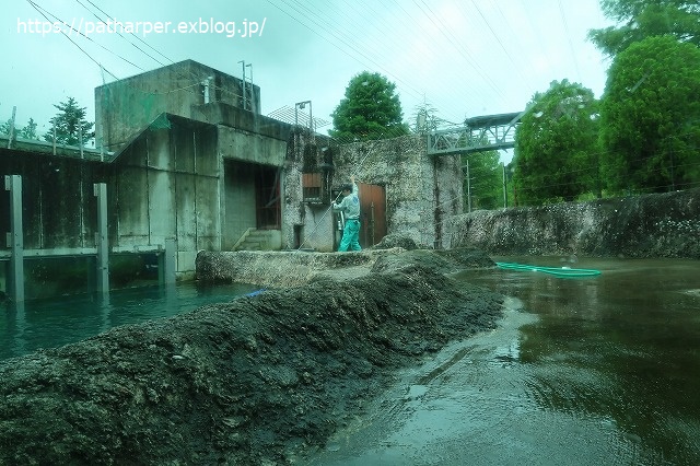 2020年7月 とくしま動物園 その5 ポロロとスイカ_a0052986_7332276.jpg
