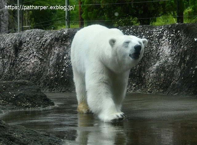 2020年7月 とくしま動物園 その5 ポロロとスイカ_a0052986_7422397.jpg