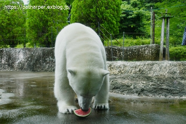 2020年7月 とくしま動物園 その5 ポロロとスイカ_a0052986_7423399.jpg