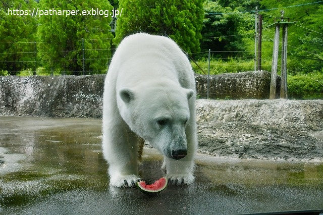 2020年7月 とくしま動物園 その5 ポロロとスイカ_a0052986_7424534.jpg