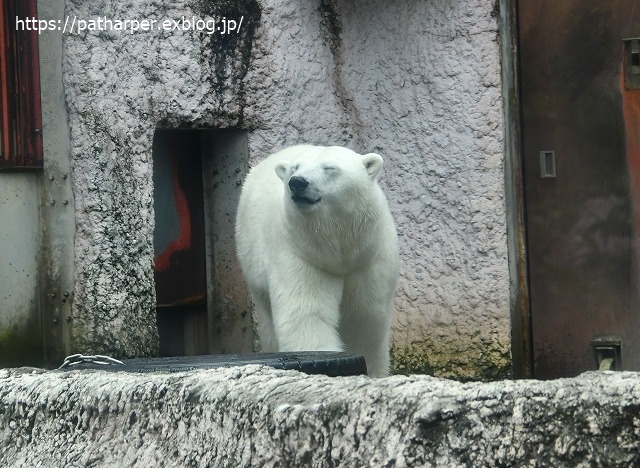 2020年7月 とくしま動物園 その5 ポロロとスイカ_a0052986_742566.jpg