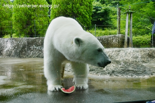 2020年7月 とくしま動物園 その5 ポロロとスイカ_a0052986_7425717.jpg