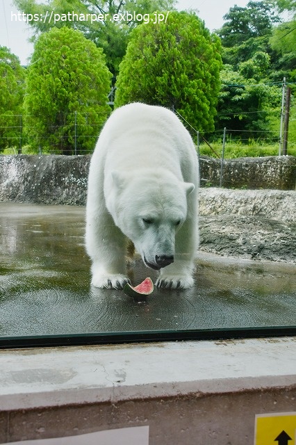 2020年7月 とくしま動物園 その5 ポロロとスイカ_a0052986_7431739.jpg