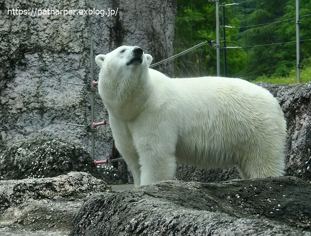 2020年7月 とくしま動物園 その5 ポロロとスイカ_a0052986_7435957.jpg