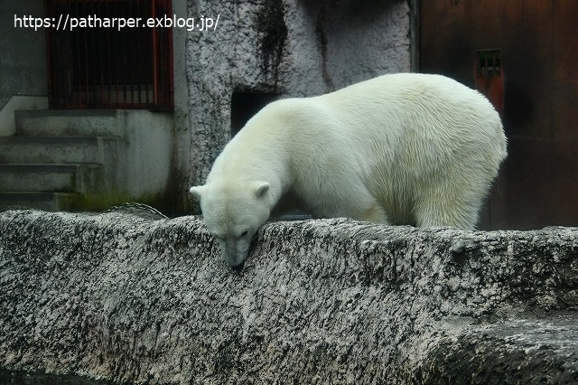 2020年7月 とくしま動物園 その5 ポロロとスイカ_a0052986_744207.jpg