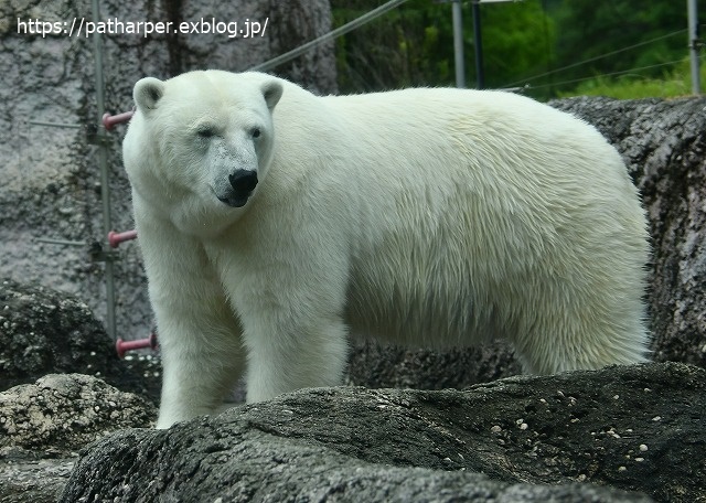 2020年7月 とくしま動物園 その5 ポロロとスイカ_a0052986_744848.jpg