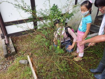 もりもり夏の生き物観察ともりもりろうきゅう（再）_b0126307_11380857.jpg