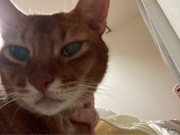 心奪われる秋 両手のない猫 チビタと愉快な仲間たち 心奪われる秋 両手のない猫 チビタと愉快な仲間たち