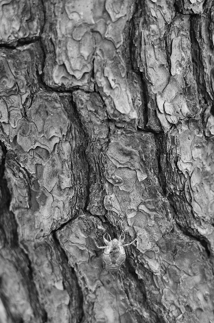 皇居界隈 Nikon Df散歩_f0050534_06561058.jpg