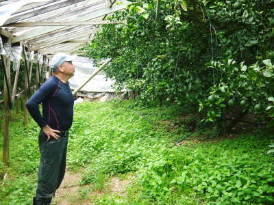 デコポン(肥後ポン) 果実を大きく成長させる匠の水管理と来年のための夏芽の話!前編_a0254656_18414853.jpg