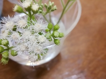 花よ、蝶よ…_b0368362_09420163.jpg