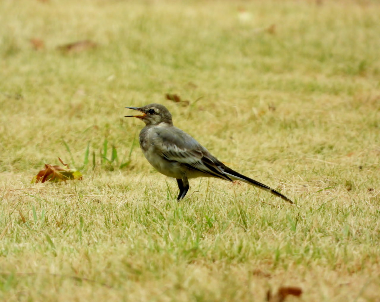早くも波志江沼で鳥撮り_c0305565_17305847.jpg