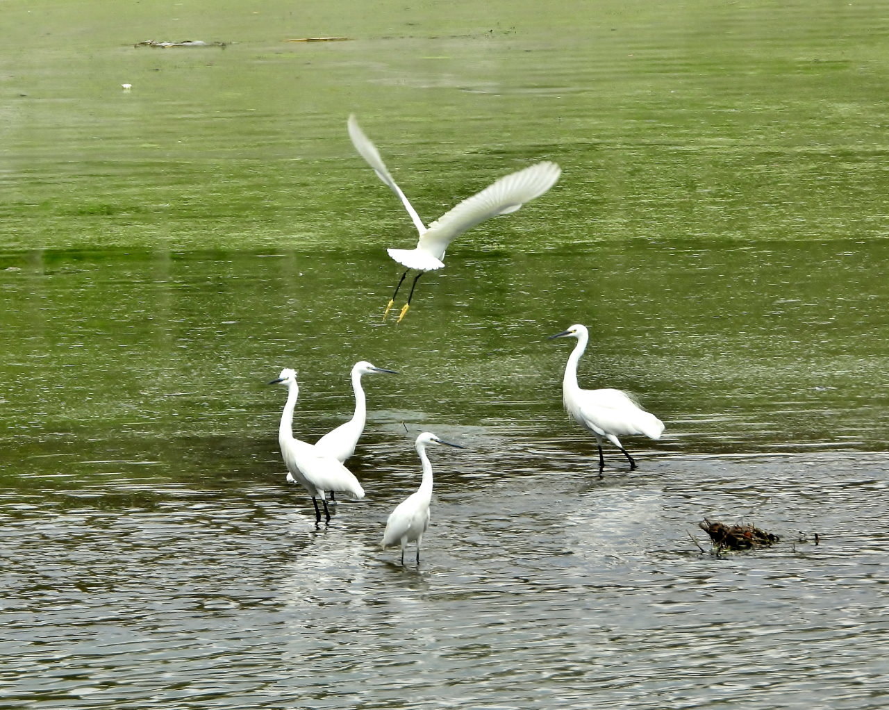 早くも波志江沼で鳥撮り_c0305565_17315941.jpg