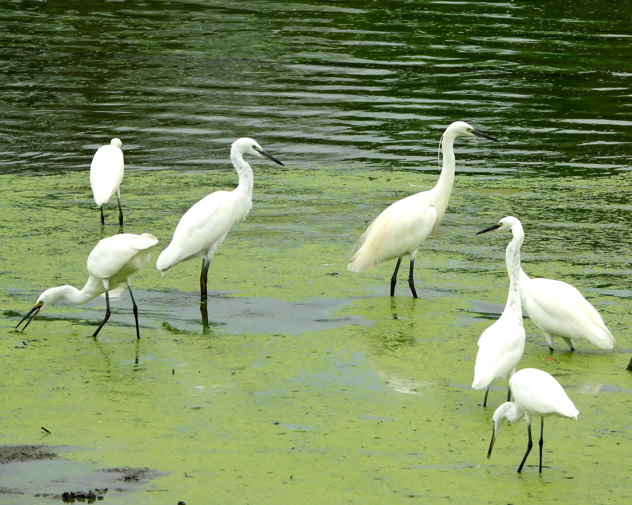 早くも波志江沼で鳥撮り_c0305565_17352948.jpg