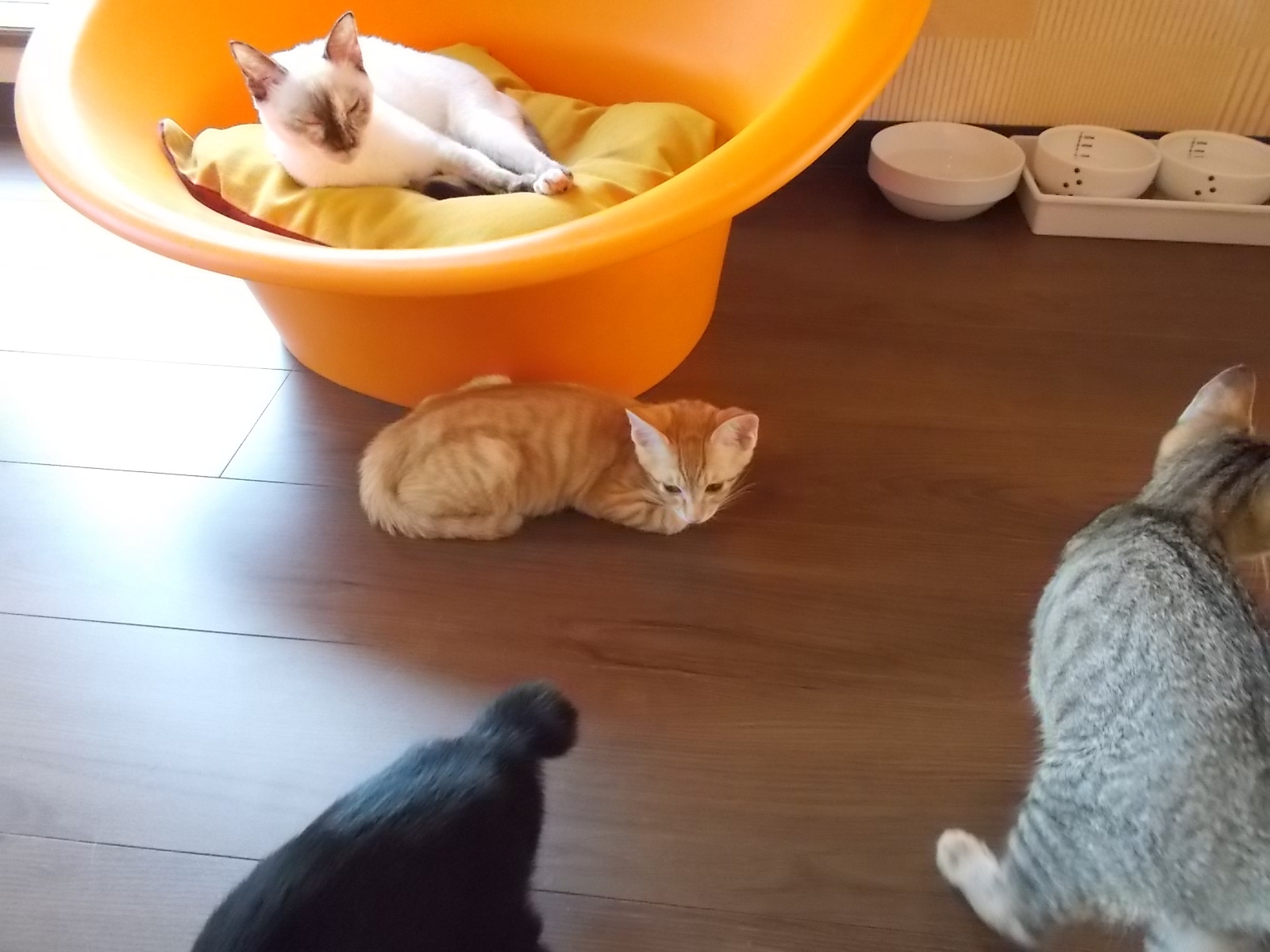 福岡の警固と吉塚に猫カフェ ネコと文学と猫ブンガク 福岡の警固と吉塚に猫カフェ ネコと文学と猫ブンガク