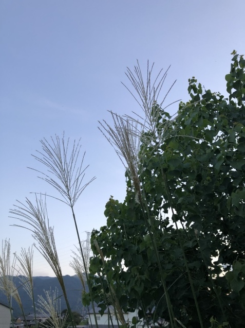 かわり行く季節。_a0394574_21345625.jpeg
