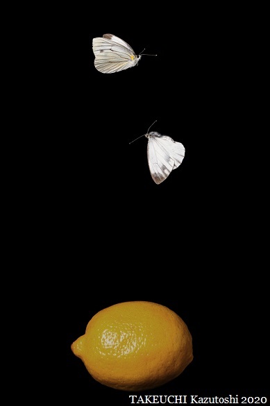 gray-veined whites_e0290580_19092967.jpg