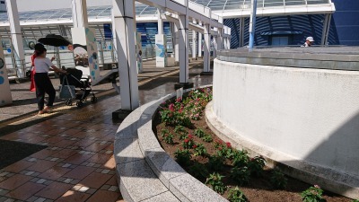 名古屋港水族館前花壇の植栽R2.9.2_d0338682_16491721.jpg