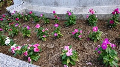 名古屋港水族館前花壇の植栽R2.9.2_d0338682_16494952.jpg