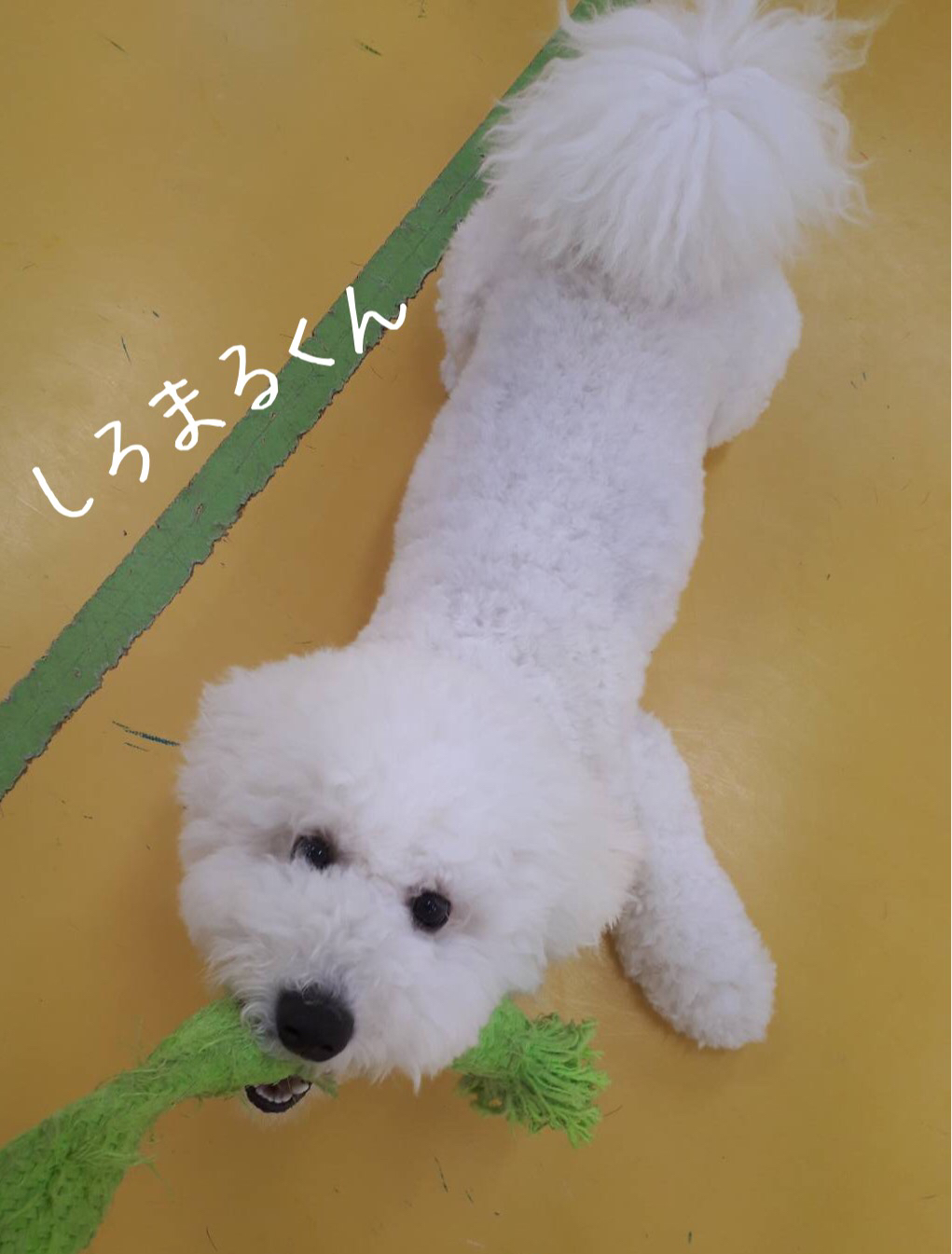 引っ張り合いっこ(o^^o)_f0357682_02214330.jpg
