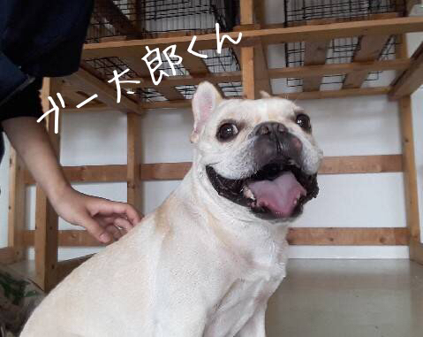 引っ張り合いっこ(o^^o)_f0357682_22590412.jpg