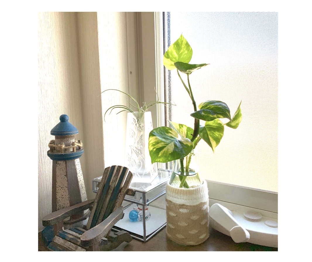 水栽培でもグングン伸びる斑入りポトス 編み好き Amiami通信