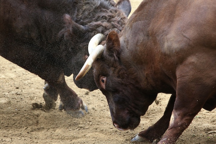 8/15 山古志闘牛 羽黒山-参星_b0016600_0285618.jpg