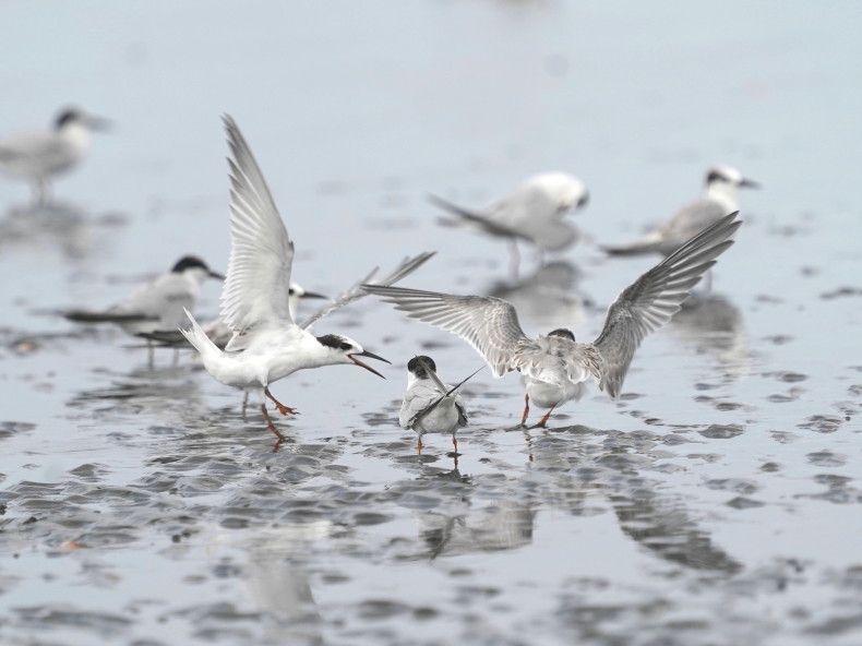 旅立ち前に集合したコアジサシ達 sbz シエロの野鳥観察記録 旅立ち前に集合したコアジサシ達 sbz シエロの野鳥観察記録