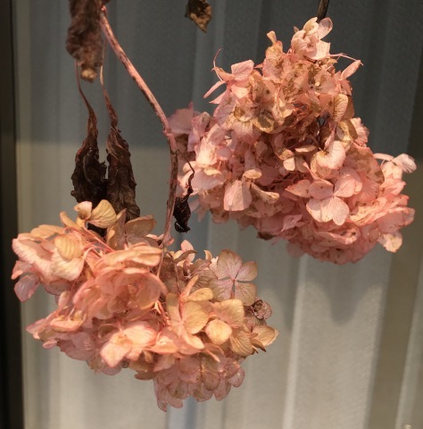 紫陽花を食紅で染めてみました 短歌なページ 紫陽花を食紅で染めてみました 短歌なページ