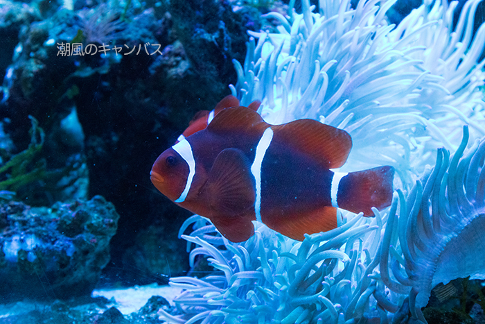 竹島水族館_e0403451_12362274.jpg