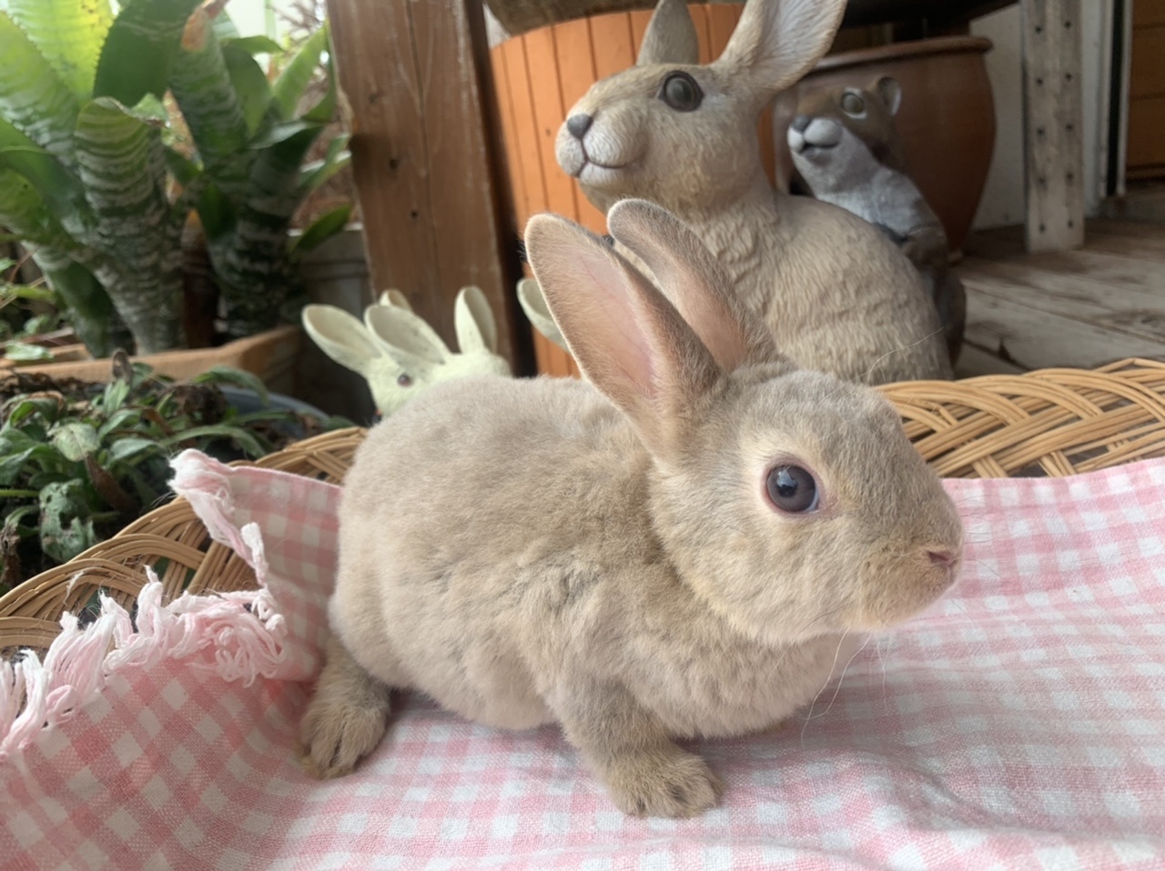 ミニレッキス年7月26日誕生リンクス女の子 うさぎ専門店 うさぎのおしろ ブログ ミニレッキス年7月26日誕生リンクス女の子 うさぎ専門店 うさぎのおしろ ブログ