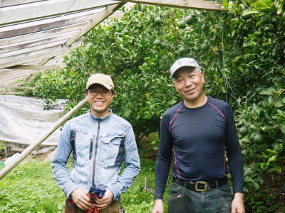 デコポン(肥後ポン) 果実を大きく成長させる匠の水管理と来年のための夏芽の話!後編_a0254656_17080597.jpg