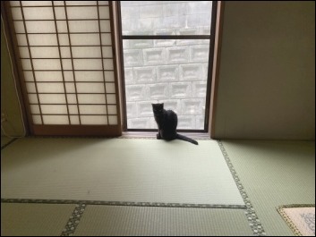 猫の動き_b0300759_12360138.jpeg