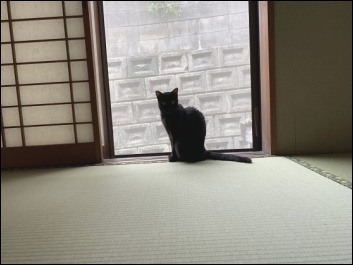猫の動き_b0300759_12361098.jpeg