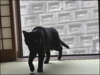 猫の動き_b0300759_12361530.jpeg