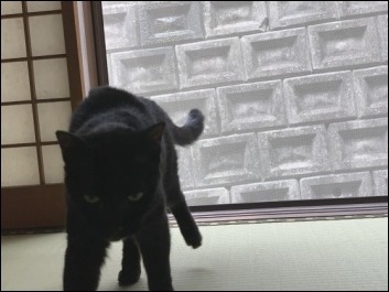猫の動き_b0300759_12362277.jpeg